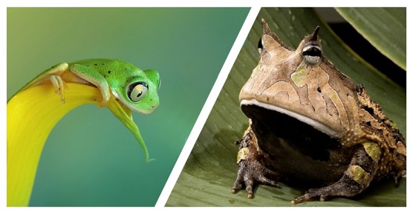 برای اولویت بندی فعالیت ها در مدیریت وظیفه ابتدا زشتترین قورباغه را بخورید